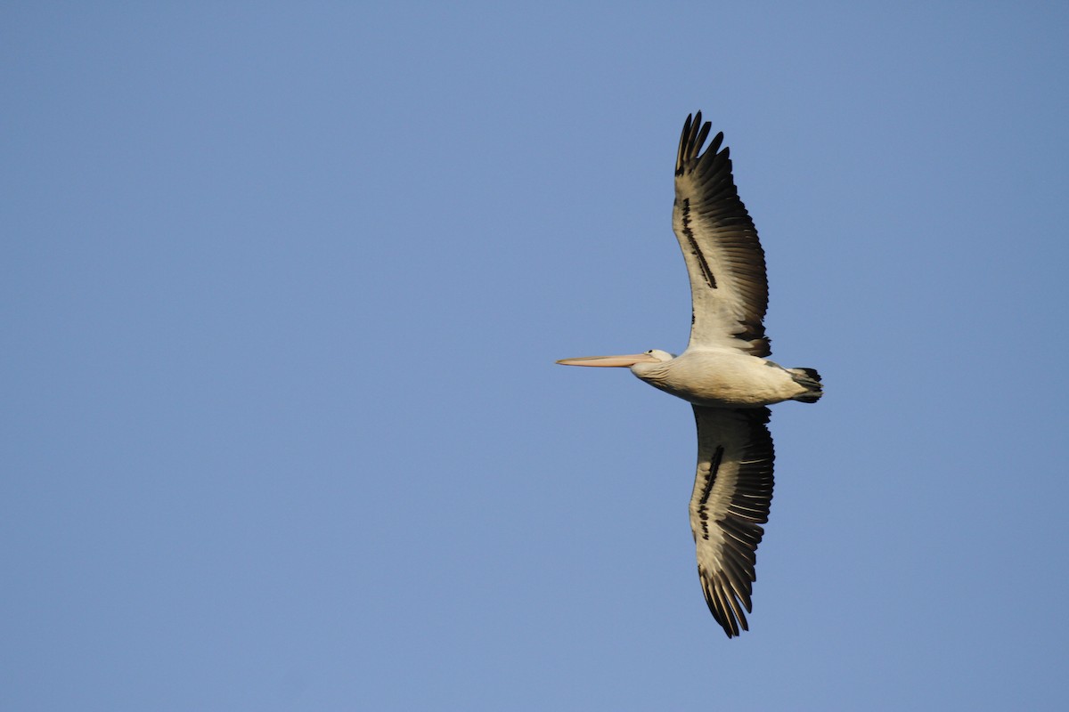 Australian Pelican - ML149518681