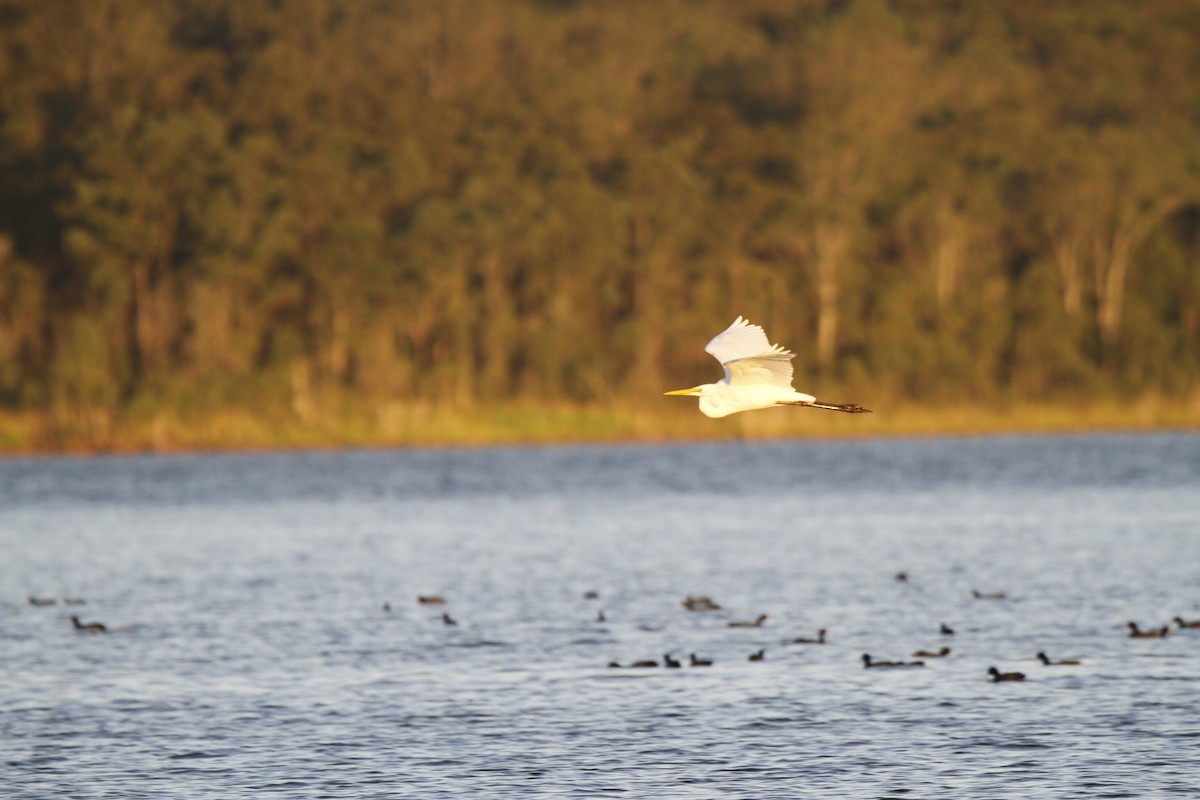 Great Egret - Chris Murray