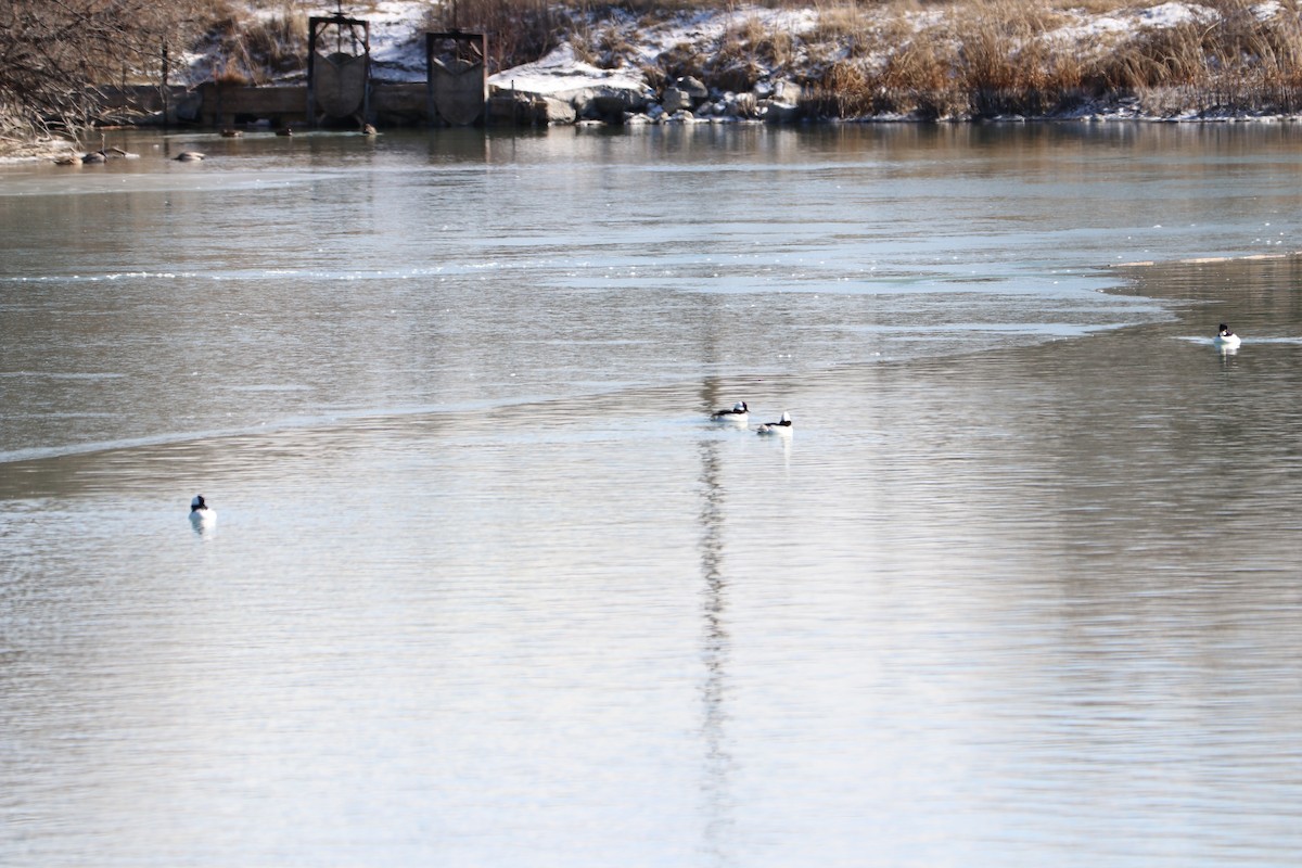 Bufflehead - ML149521331