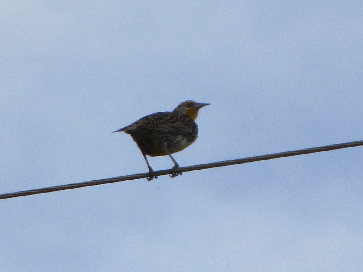 Western Meadowlark - ML149521441