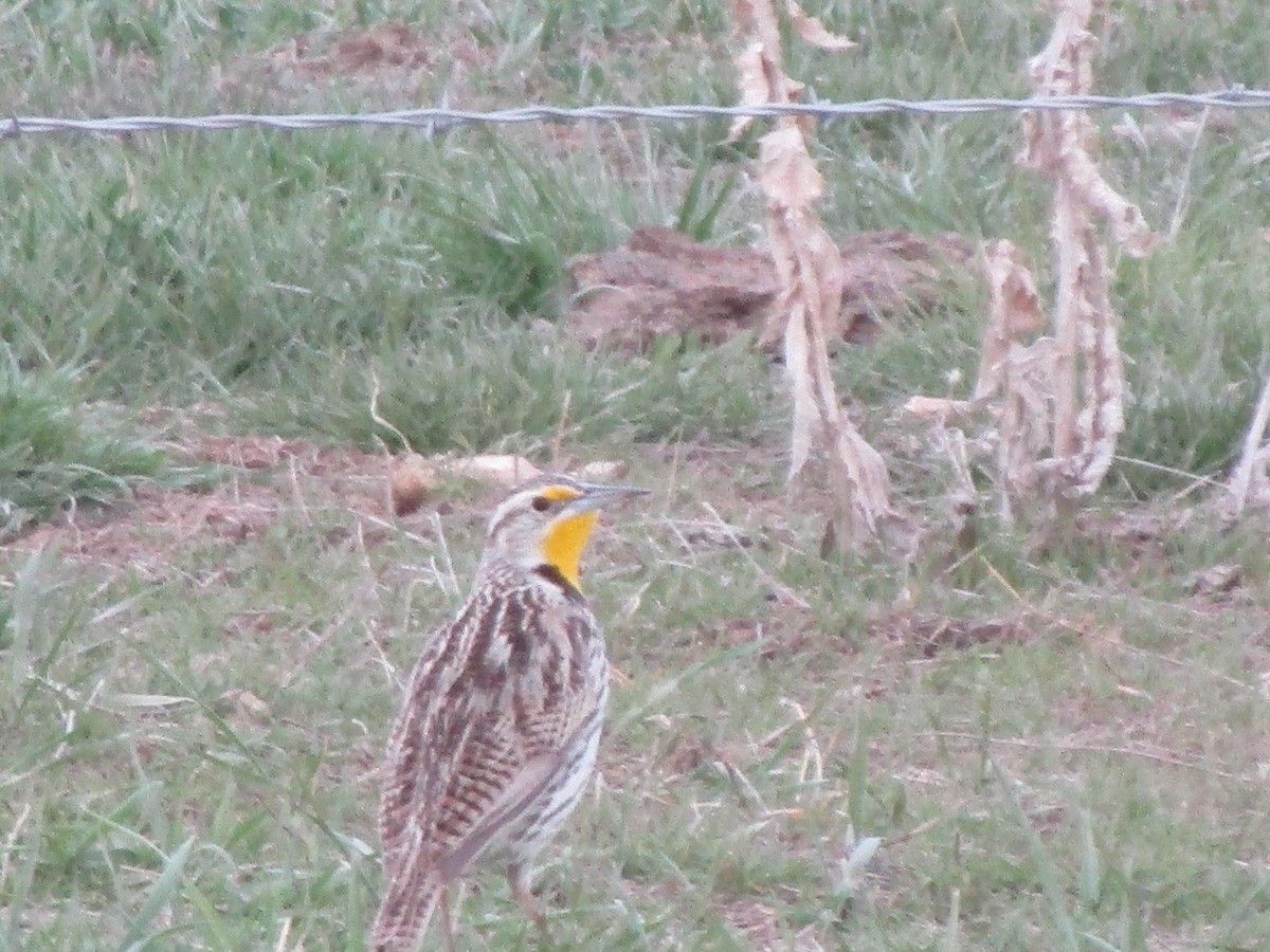Western Meadowlark - ML149521451