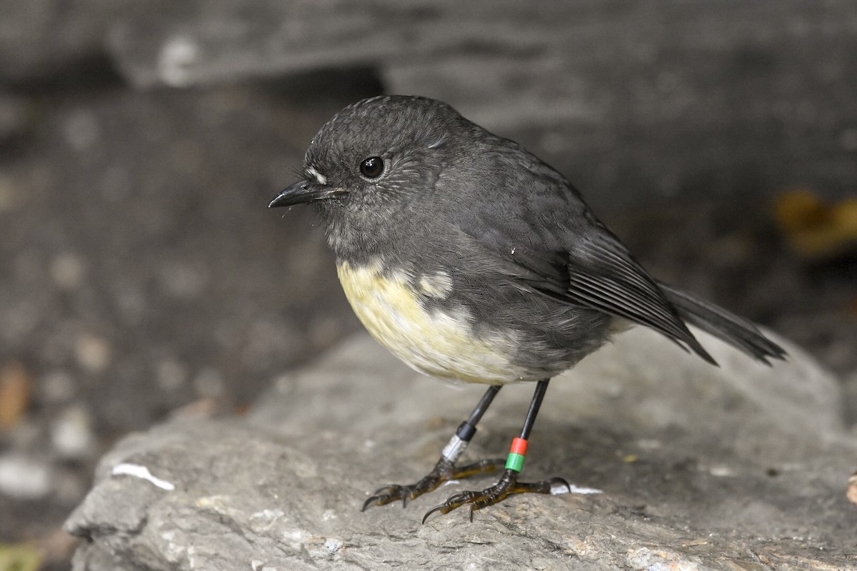 South Island Robin - ML149522631