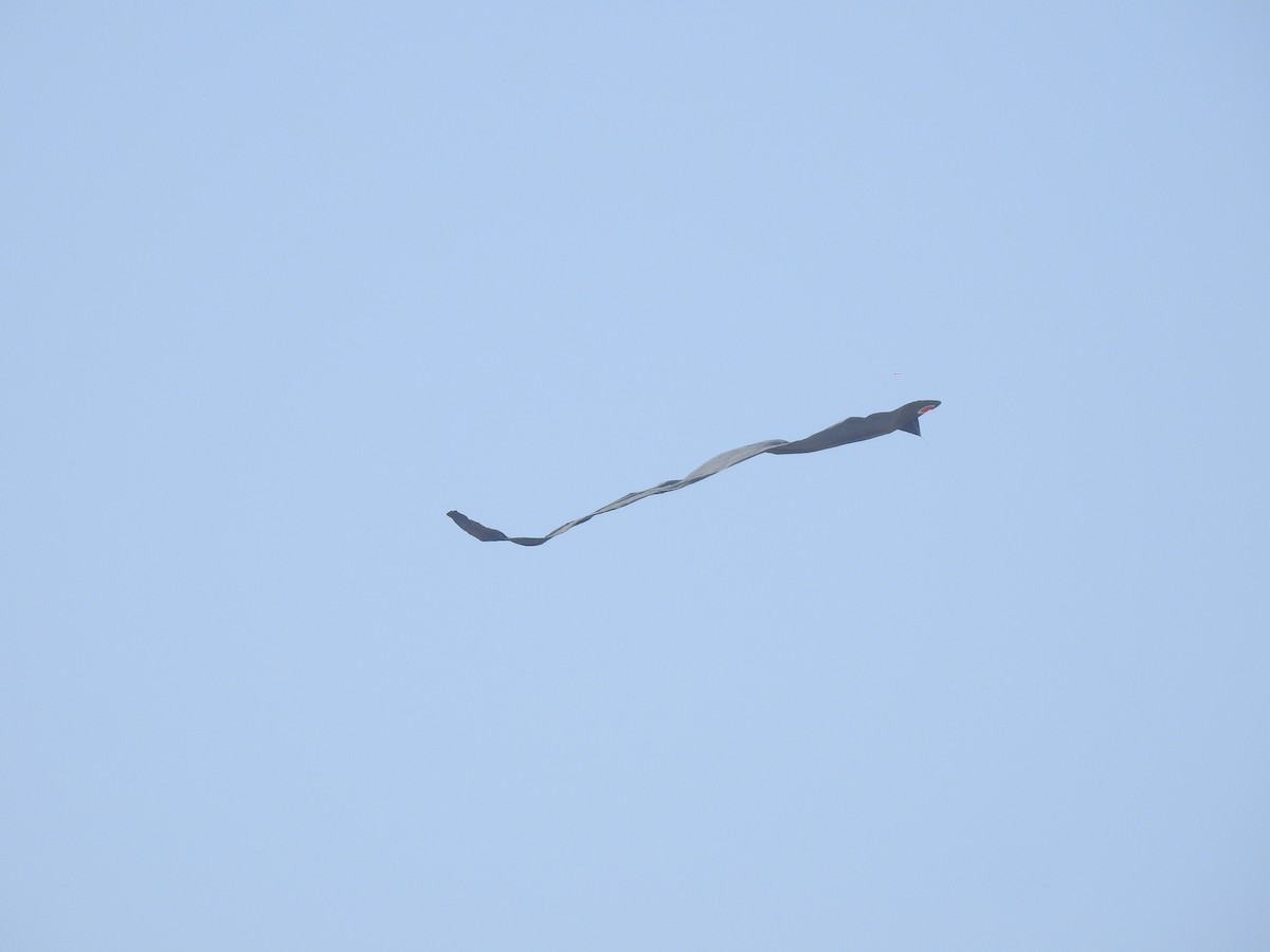 Black Kite - Scott Young