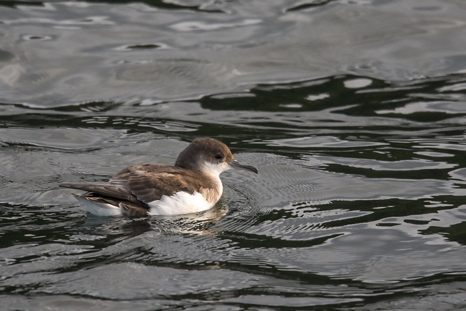 Fluttering Shearwater - ML149522821