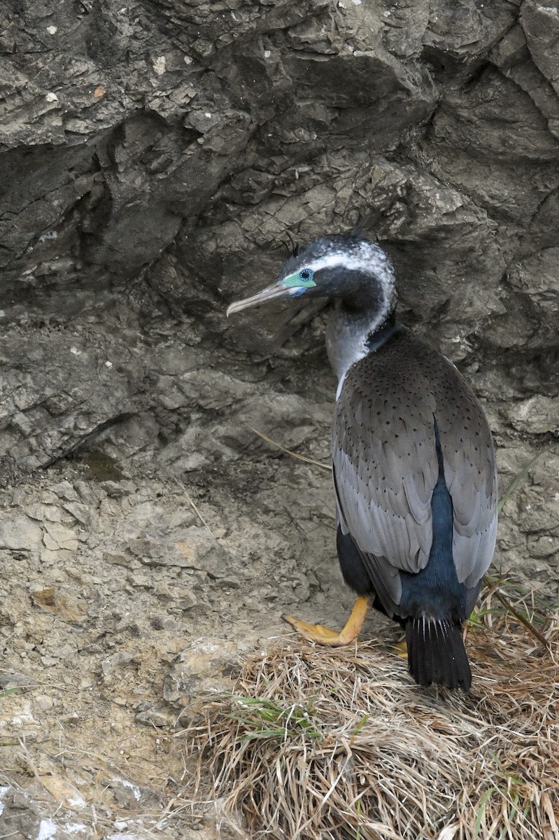 Spotted Shag - ML149522861