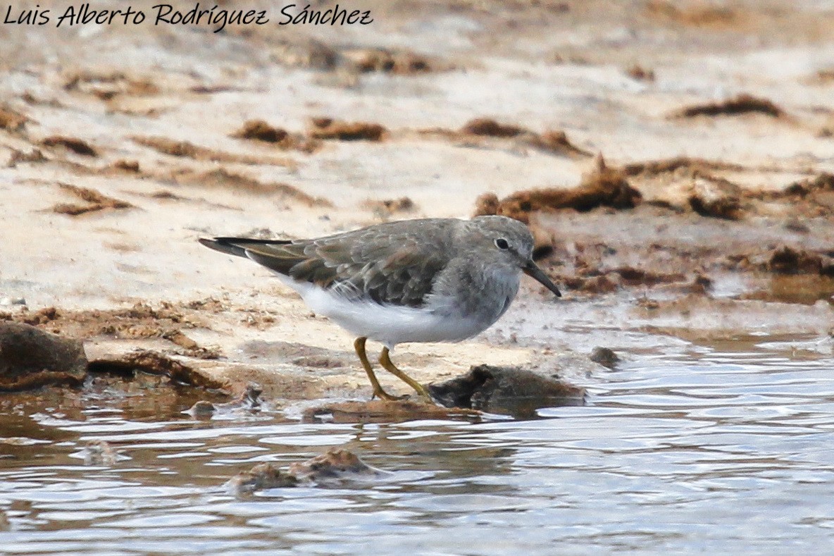 Temminck's Stint - ML149523821