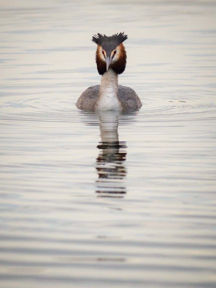 Great Crested Grebe - ML149523831
