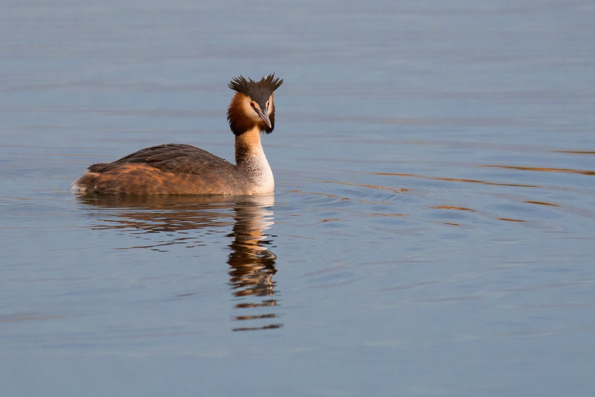 Great Crested Grebe - ML149523841