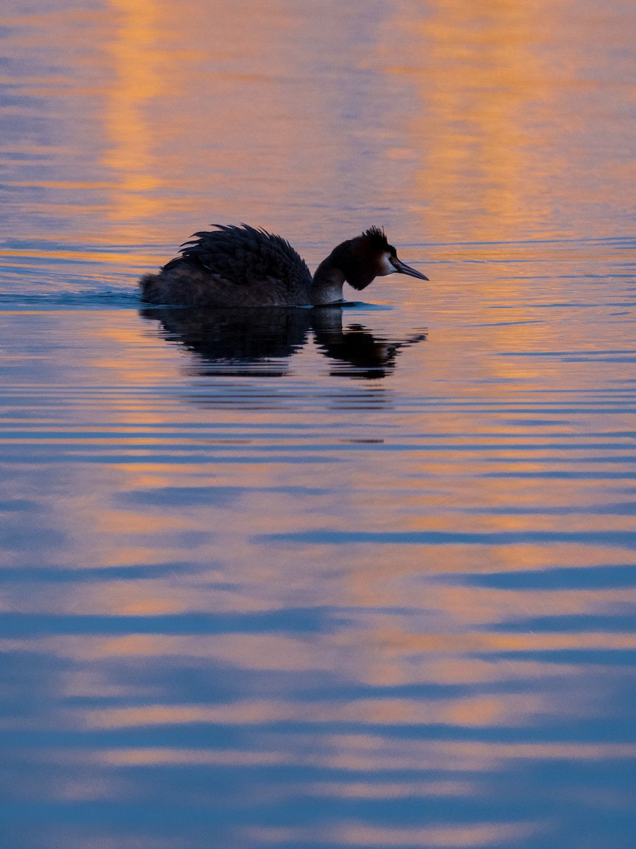 Great Crested Grebe - ML149523851