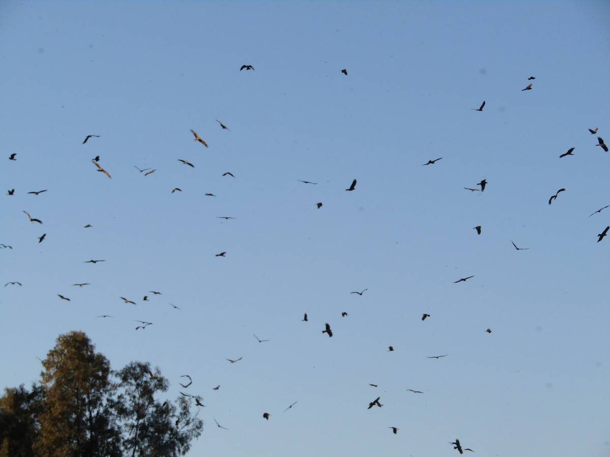 Black Kite - ML149524131