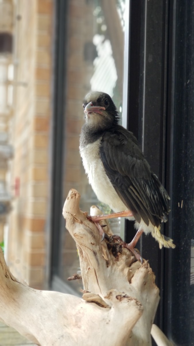 Red-billed Blue-Magpie - ML149526341