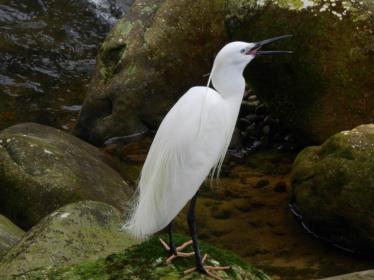 Aigrette garzette - ML149526601