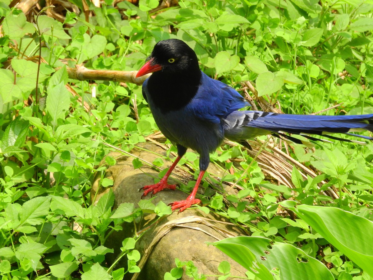 Taiwan Blue-Magpie - ML149527081