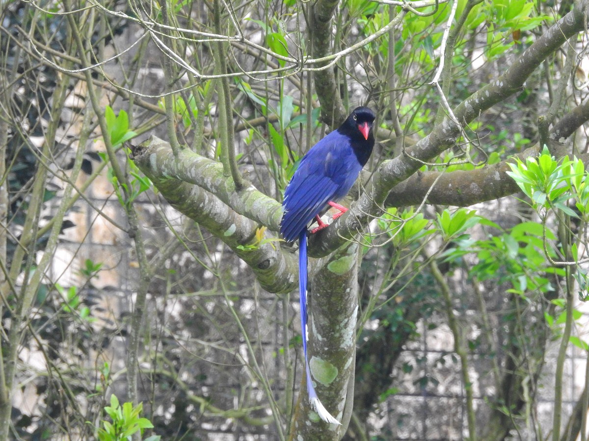 Taiwan Blue-Magpie - ML149527141