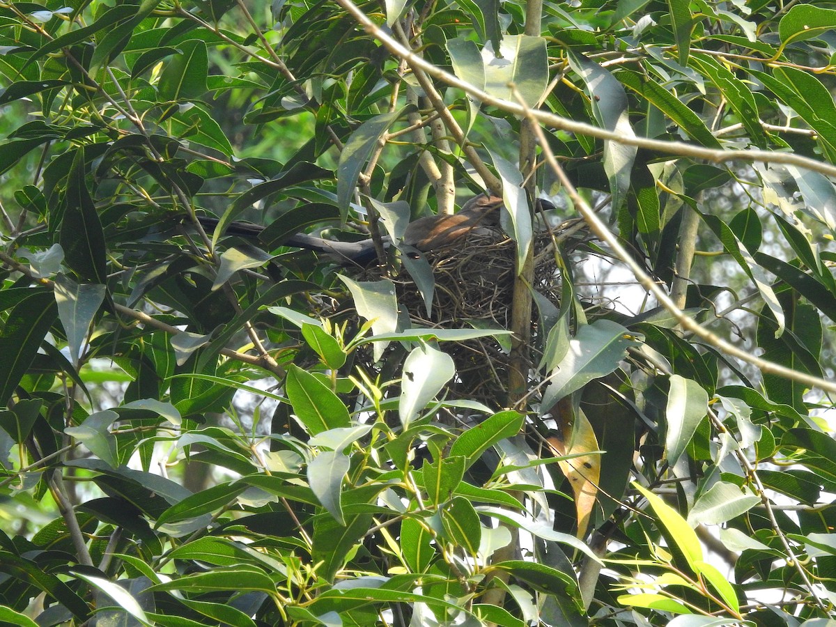 Gray Treepie - Arlango Lee