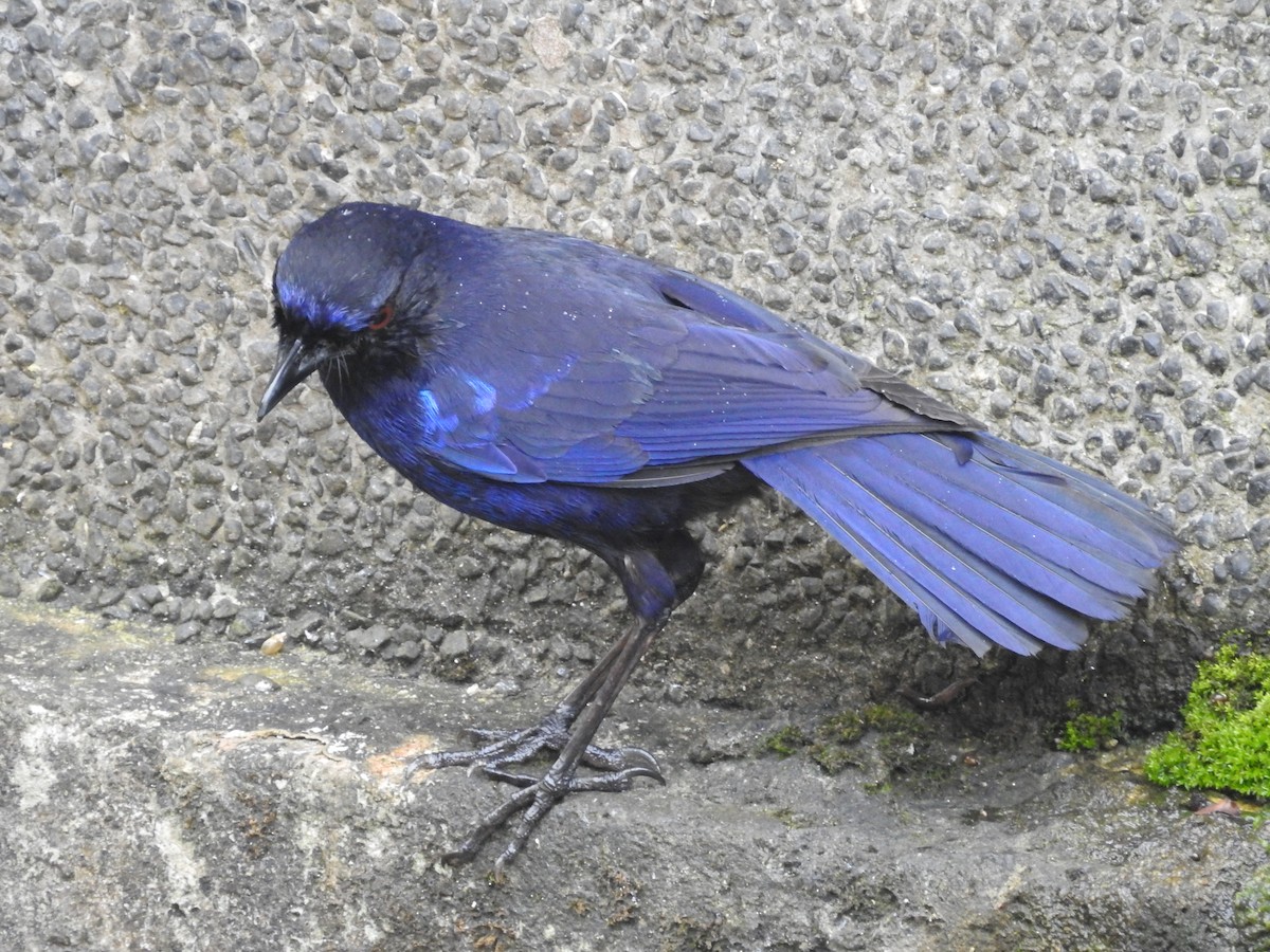 Тайваньская синяя птица - ML149527281
