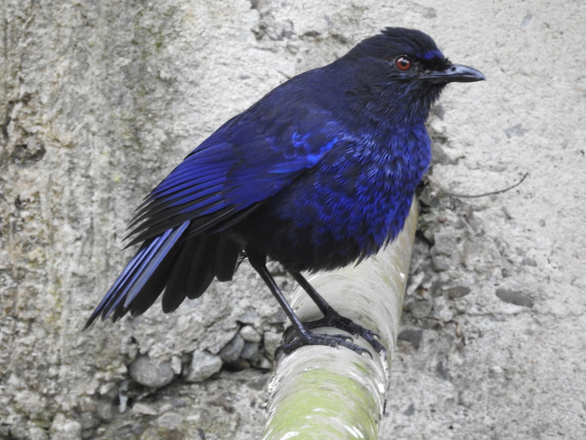 Тайваньская синяя птица - ML149527301