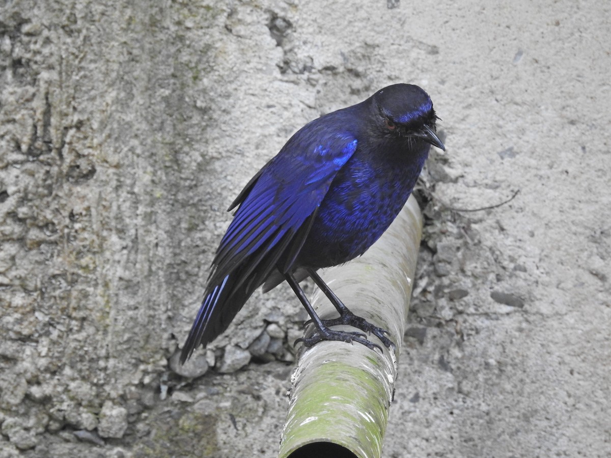 Тайваньская синяя птица - ML149527321