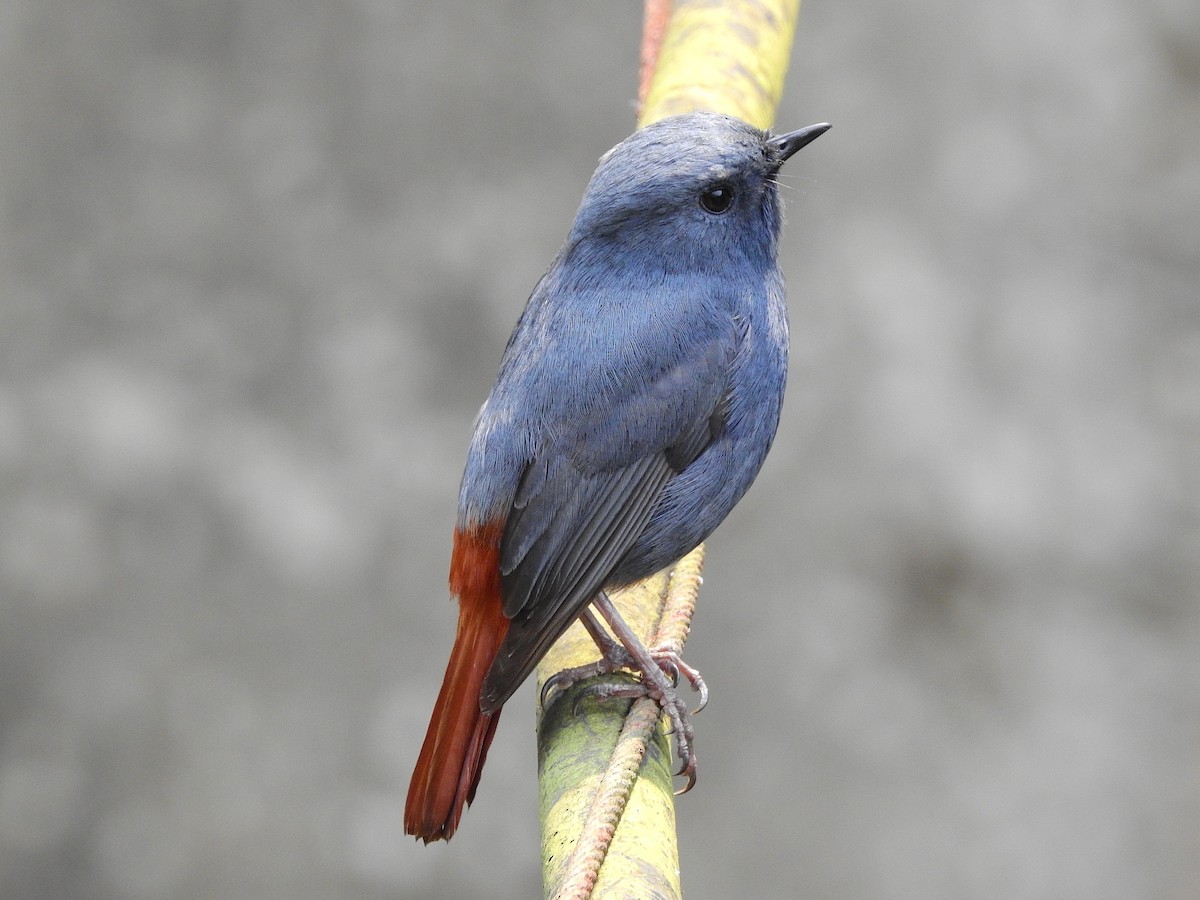 Plumbeous Redstart - ML149527461