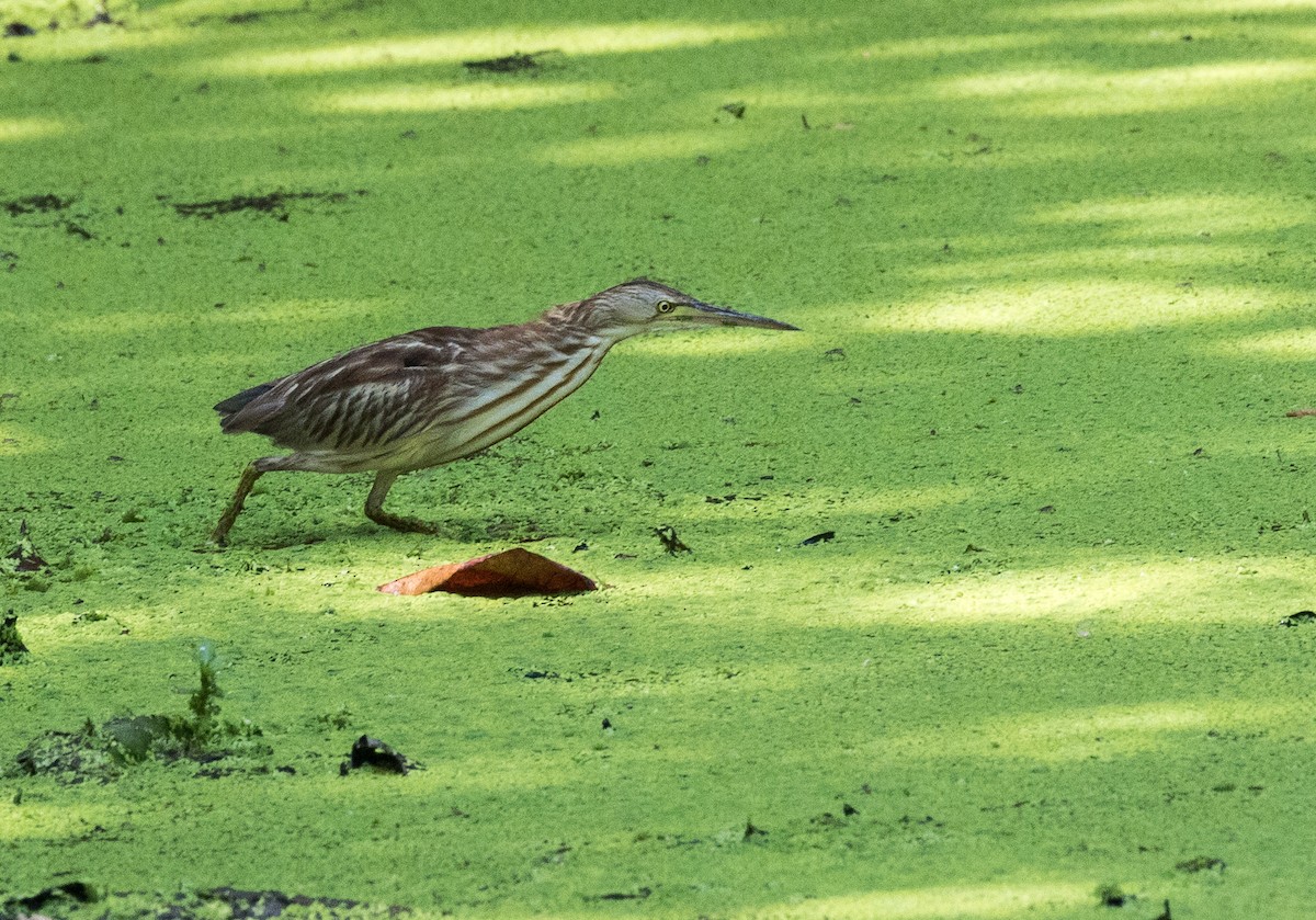 Yellow Bittern - ML149527511