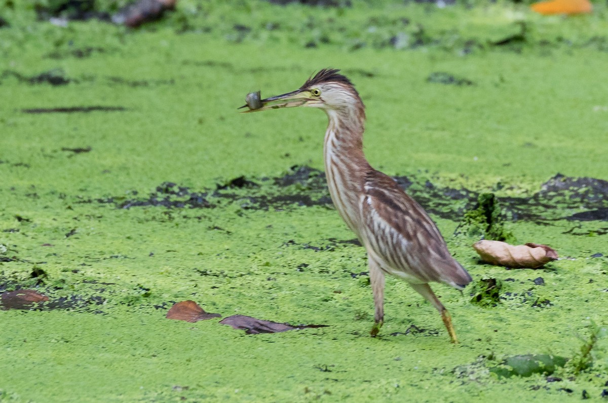 Yellow Bittern - ML149527521