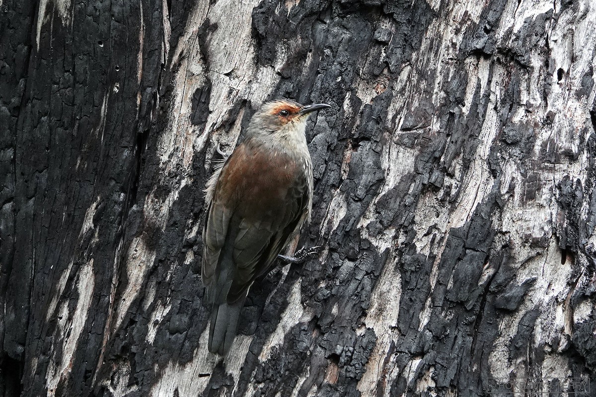 Red-browed Treecreeper - ML149527701