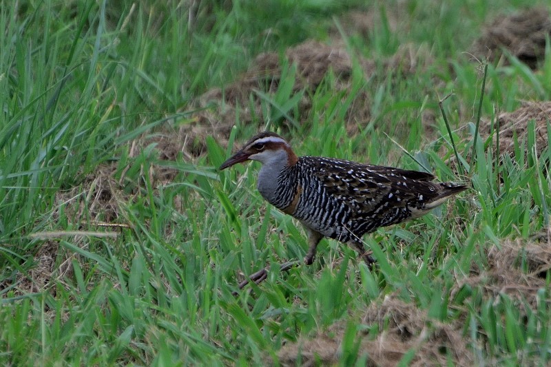 Buff-banded Rail - ML149528881