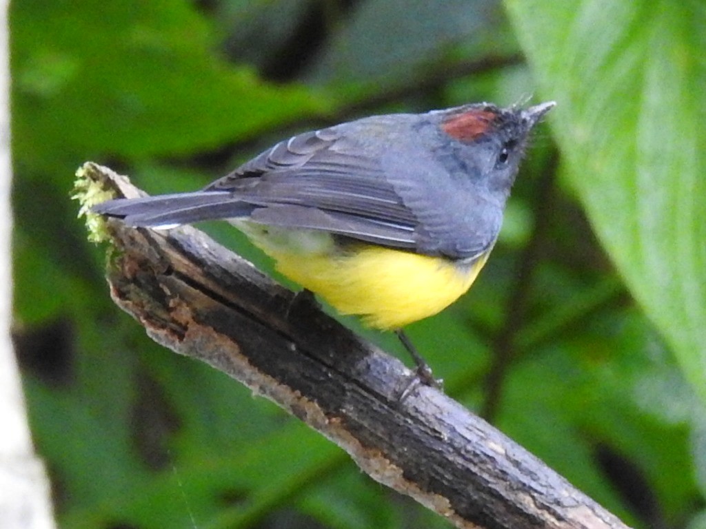 Slate-throated Redstart - Dennis S Main