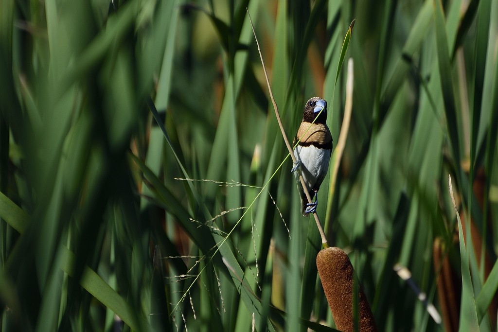 Chestnut-breasted Munia - ML149529421