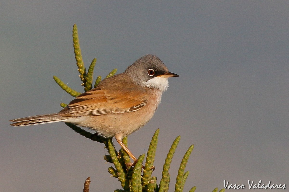 Spectacled Warbler - ML149530701
