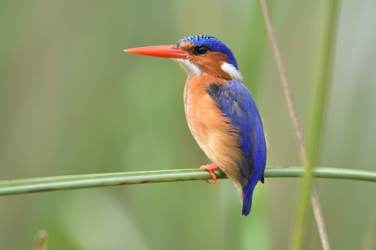 Malachite Kingfisher - Santiago Caballero Carrera