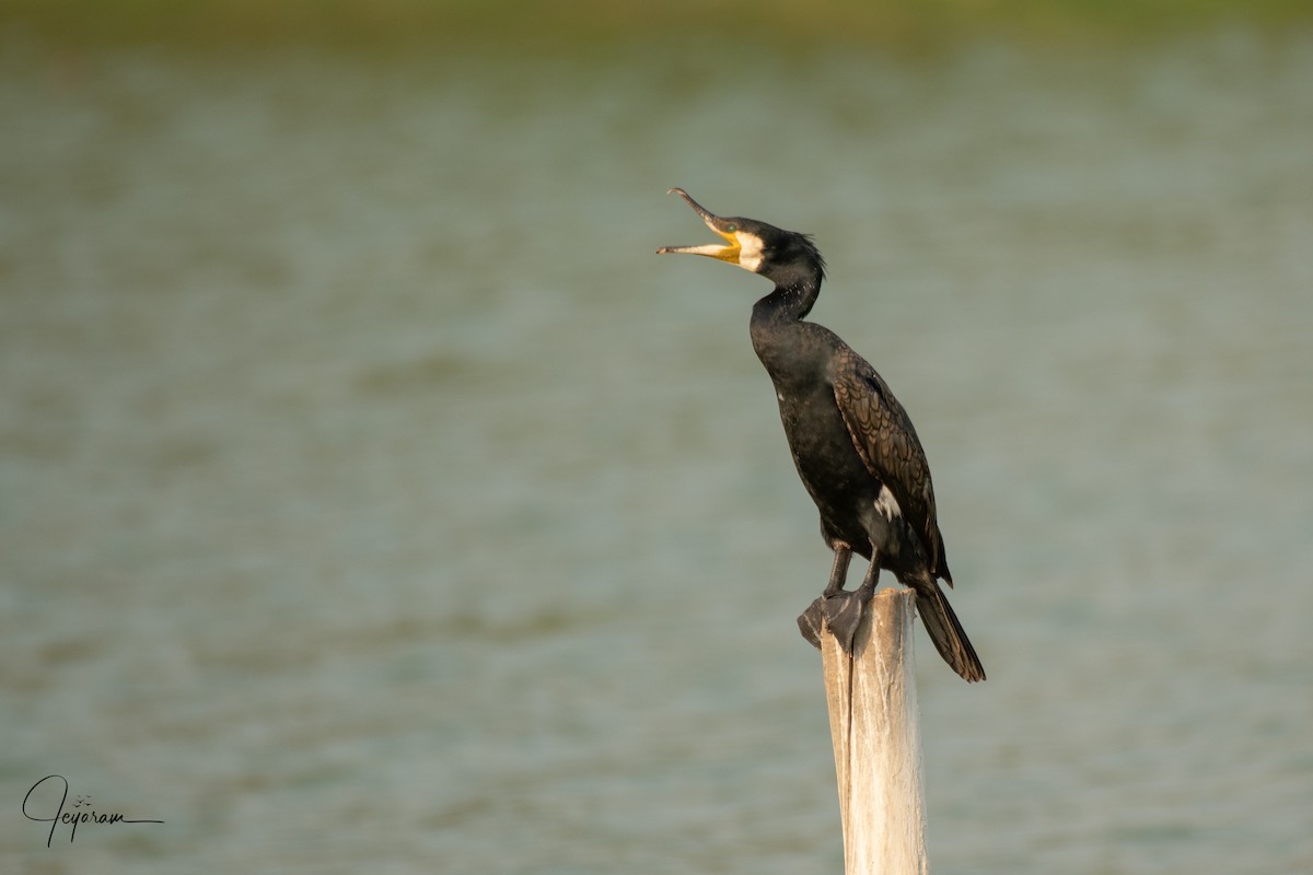 Great Cormorant - Jeyaramsankar Gurusamy