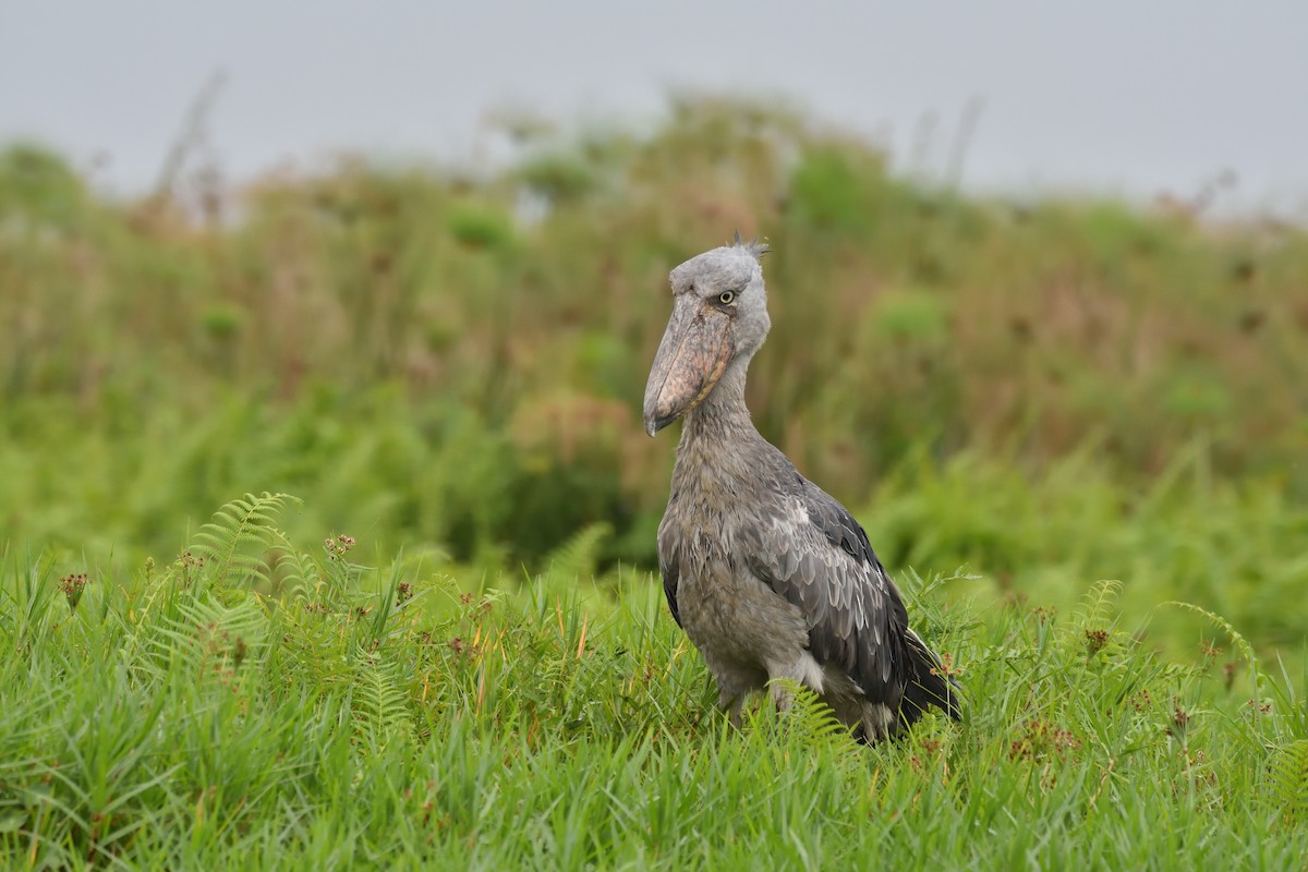 Shoebill - ML149531181