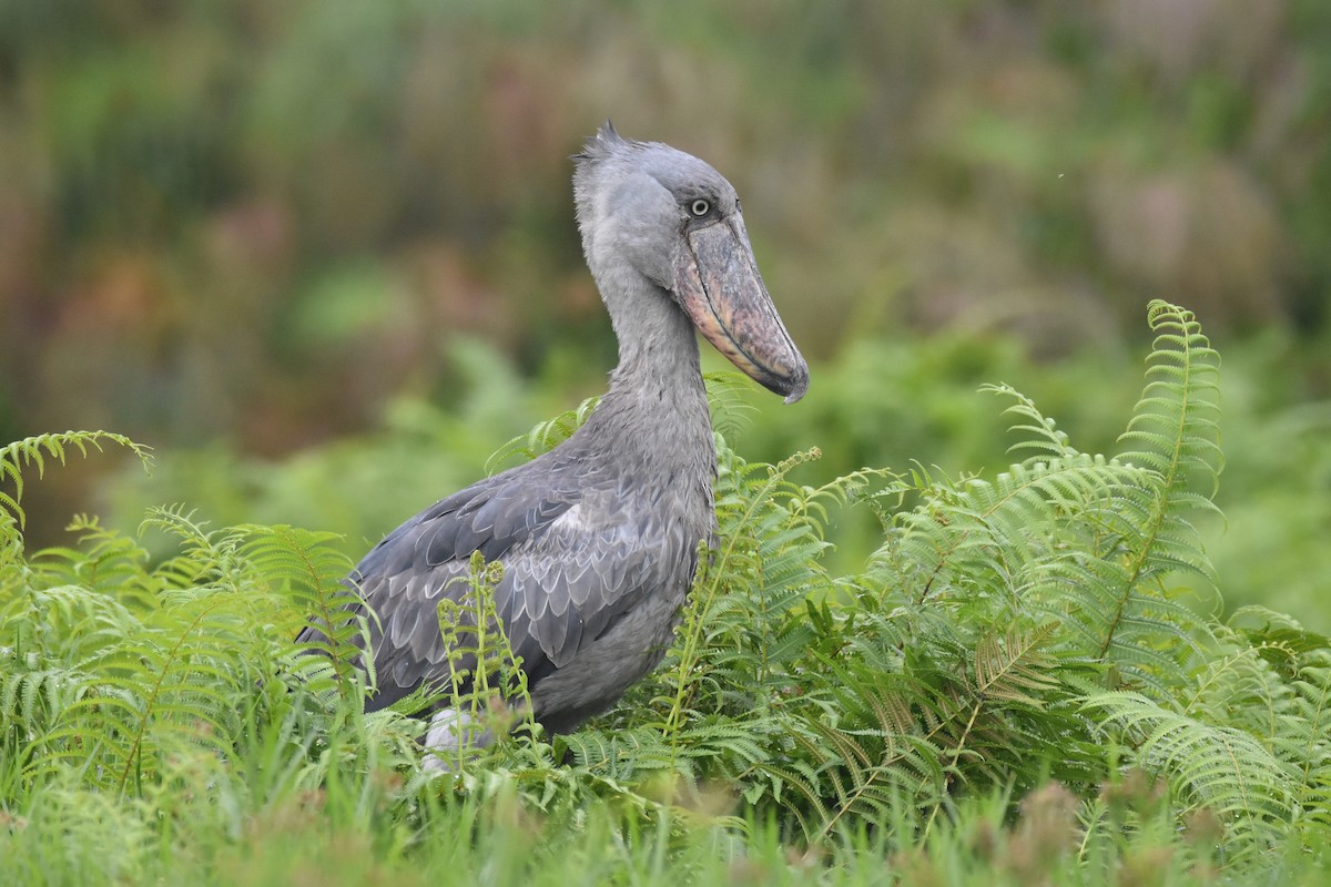 Shoebill - ML149531201