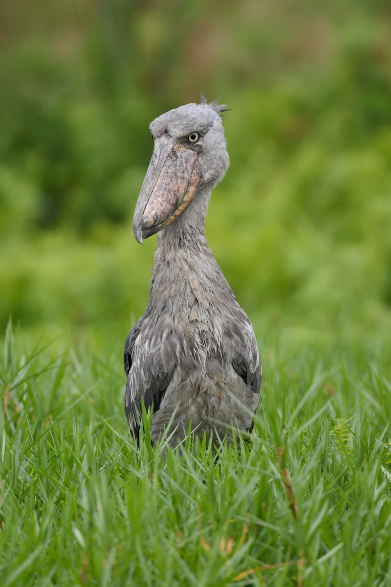 Shoebill - ML149531221