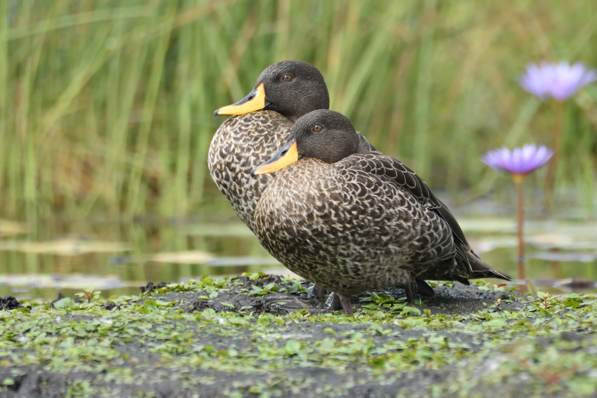 Canard à bec jaune - ML149531771