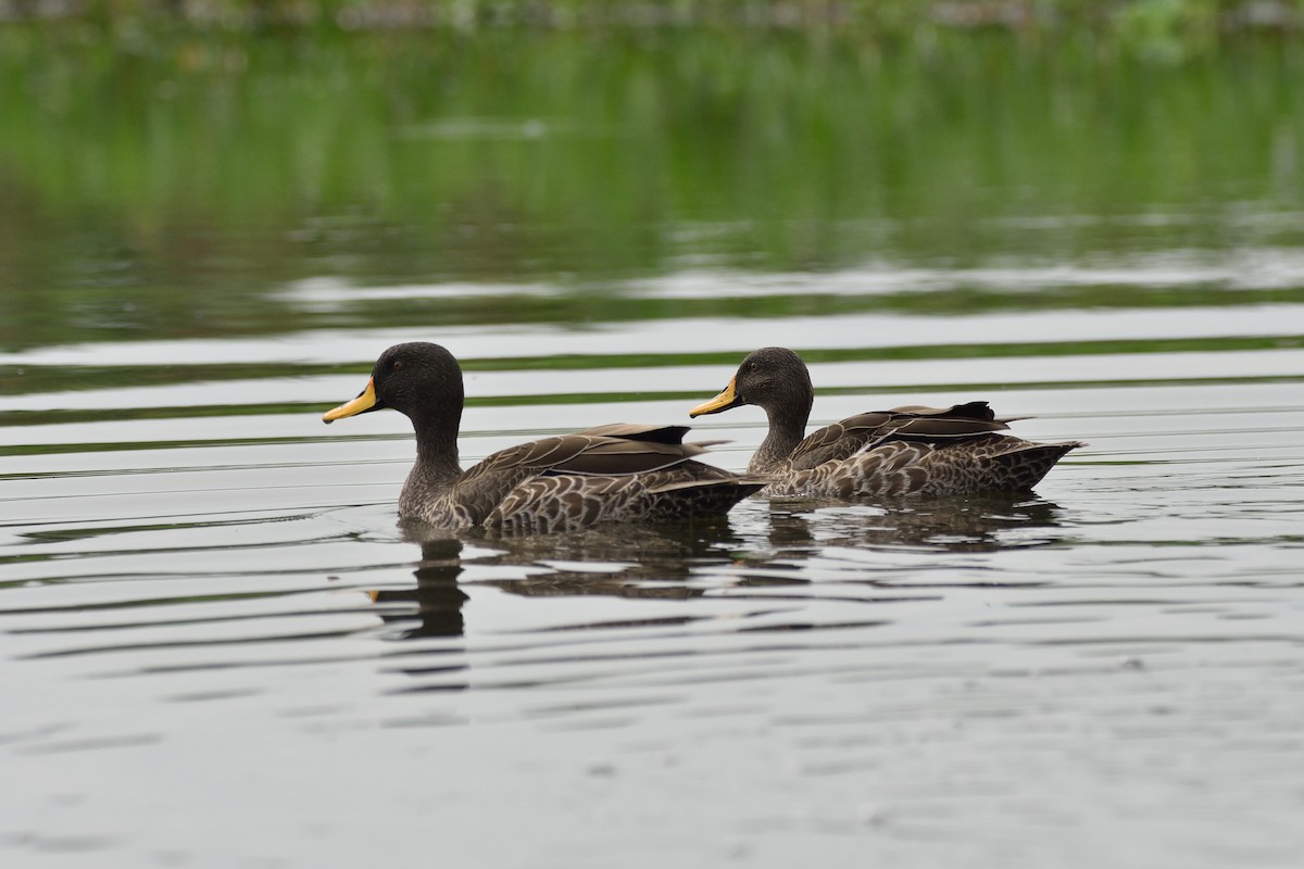 Canard à bec jaune - ML149531781