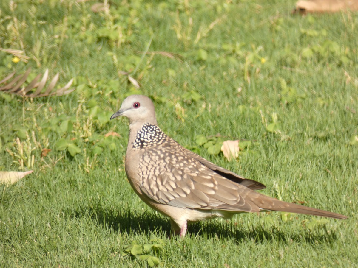 珠頸斑鳩 - ML149531791