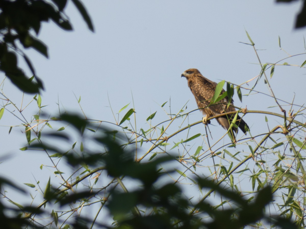 Black Kite - Ellen Kalmthout