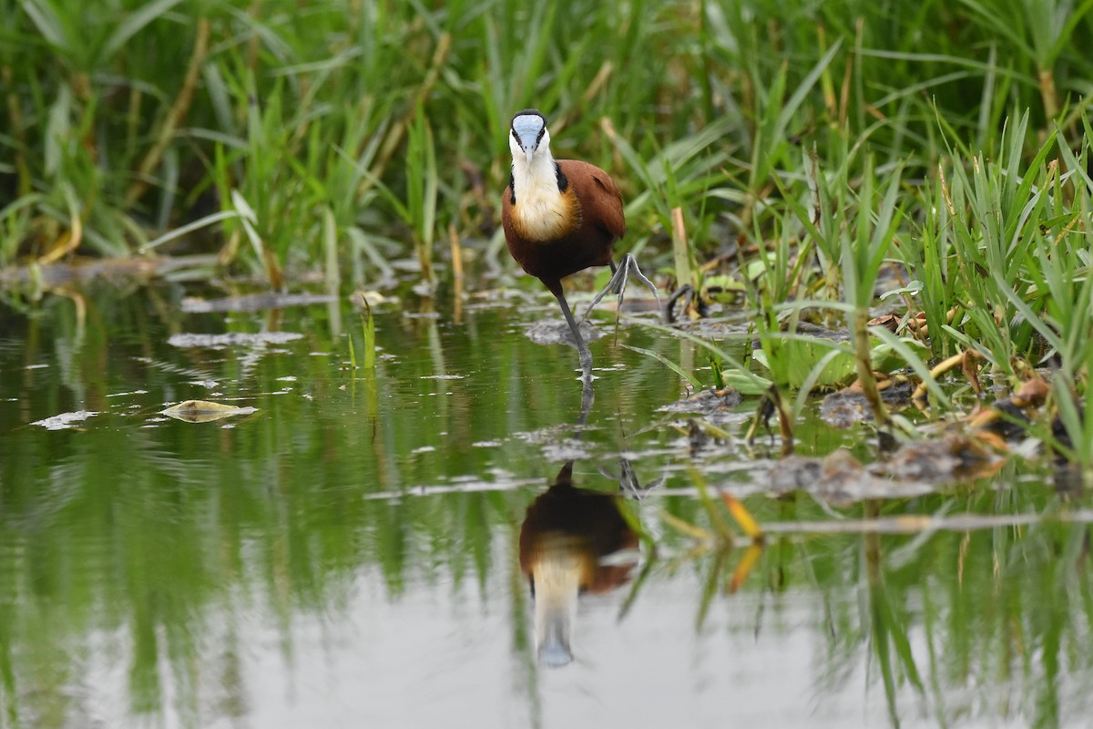 Jacana à poitrine dorée - ML149531941