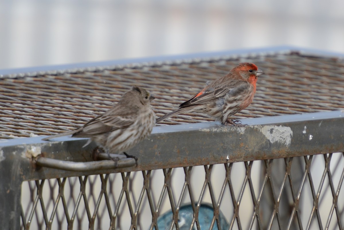 House Finch - ML149531961