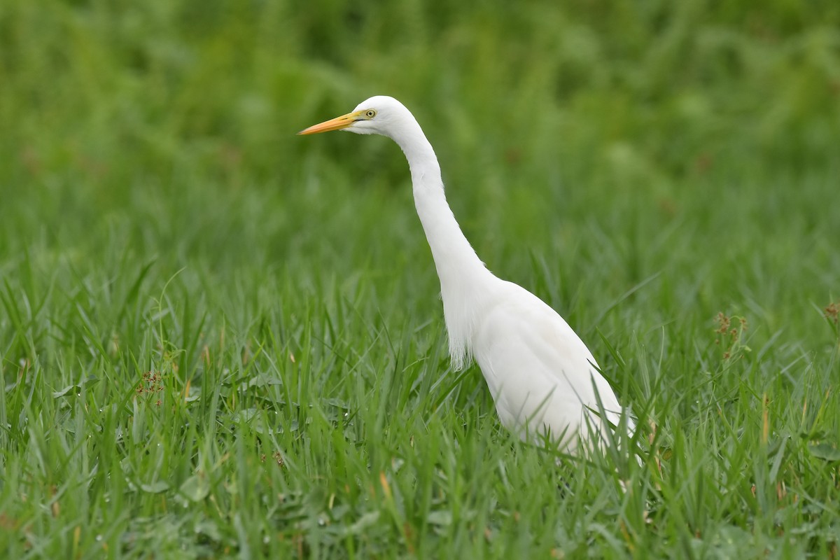 Yellow-billed Egret - Santiago Caballero Carrera