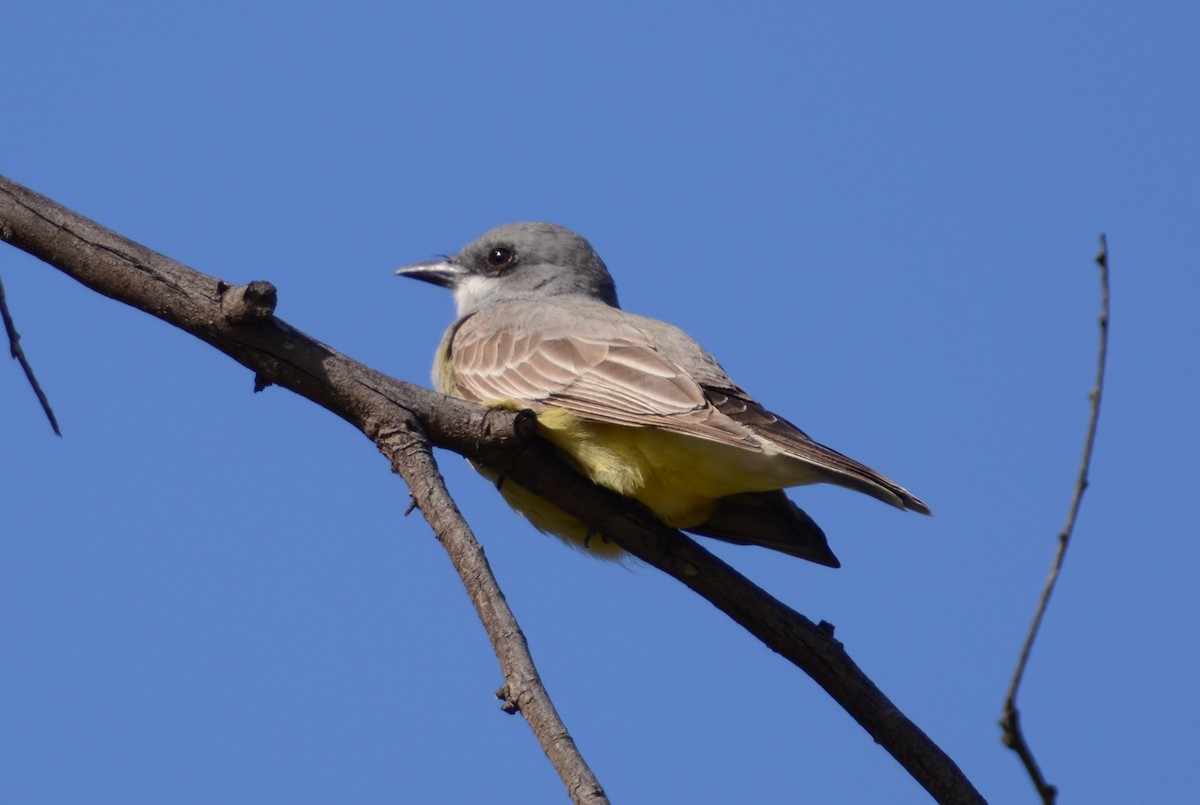 Cassin's Kingbird - ML149532511