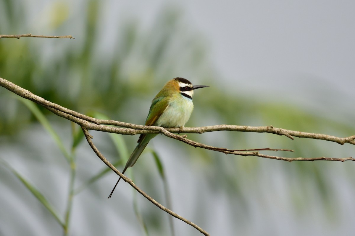 White-throated Bee-eater - Santiago Caballero Carrera