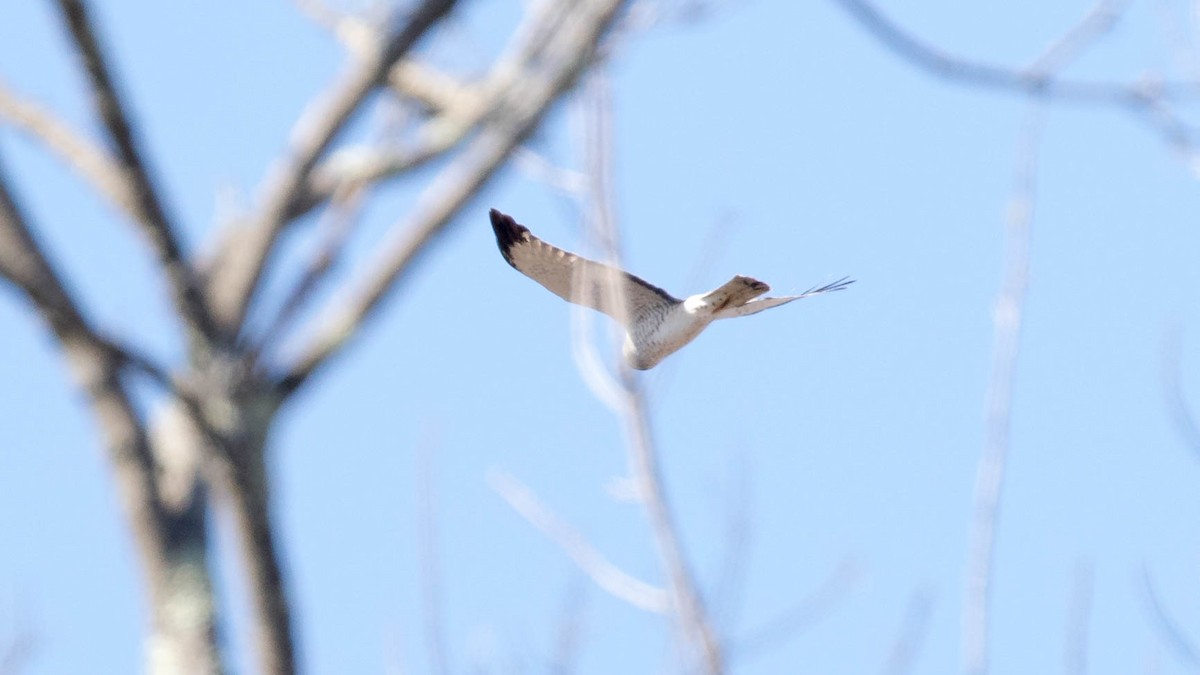 Northern Harrier - ML149532751