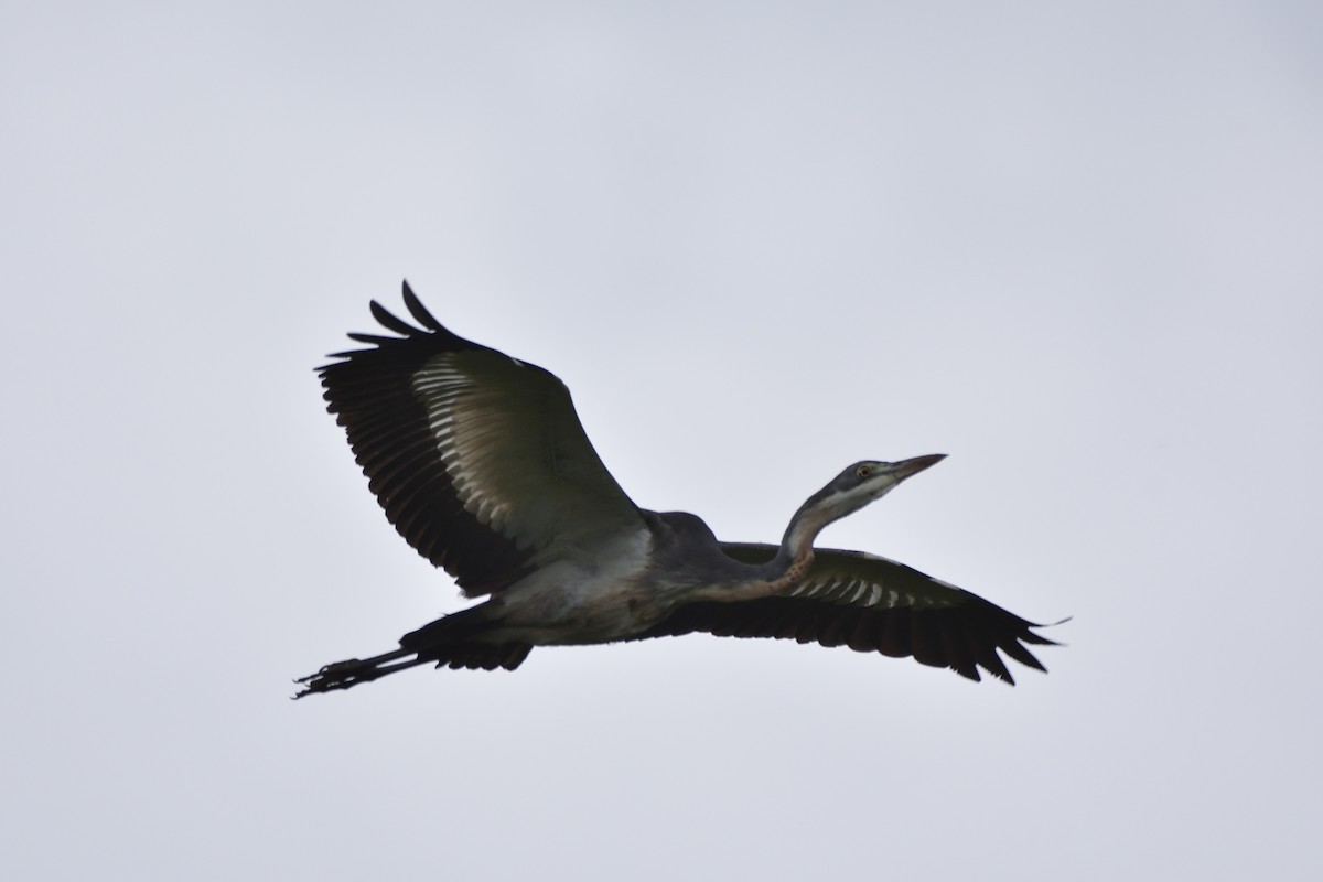 Black-headed Heron - ML149532821