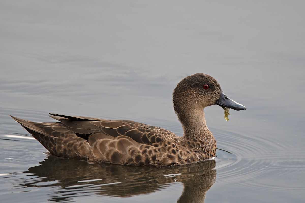 Chestnut Teal - ML149533711