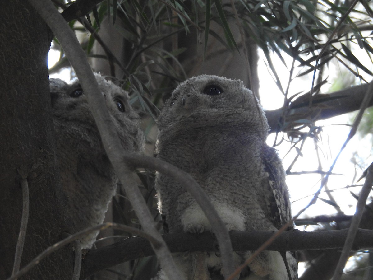 Indian Scops-Owl - Manoj Karingamadathil