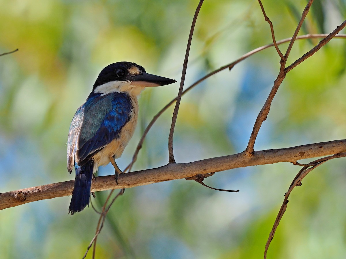 Forest Kingfisher - ML149535391