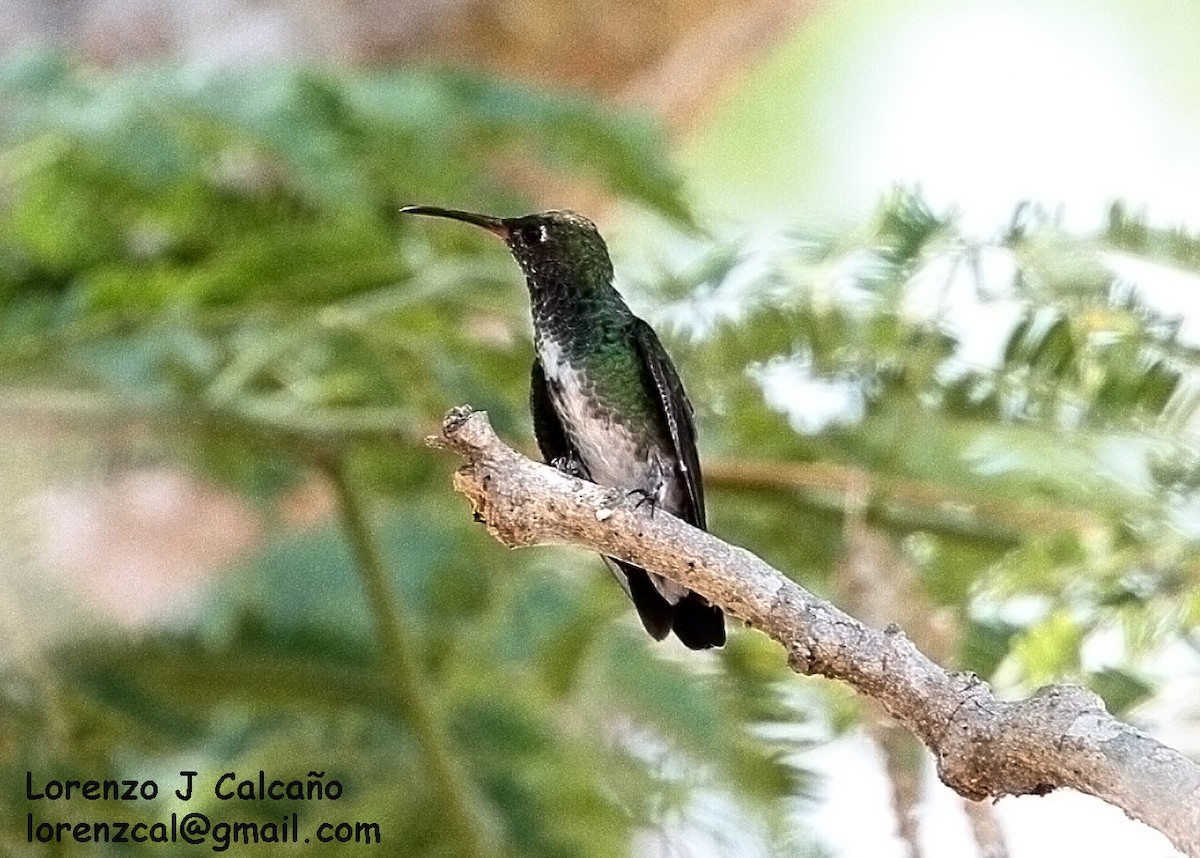 Glittering-throated Emerald - ML149537431